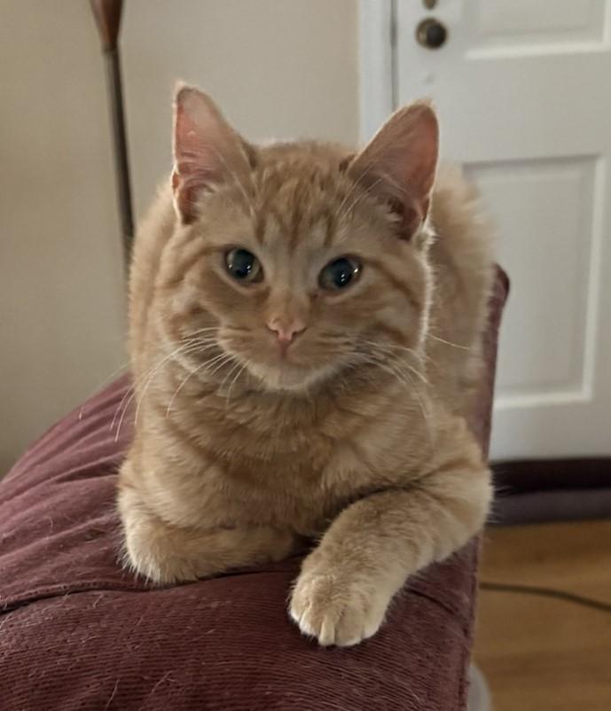 Enlarge Summit, a ADOPTABLE Domestic Medium Hair in Solon, IA image 1/5