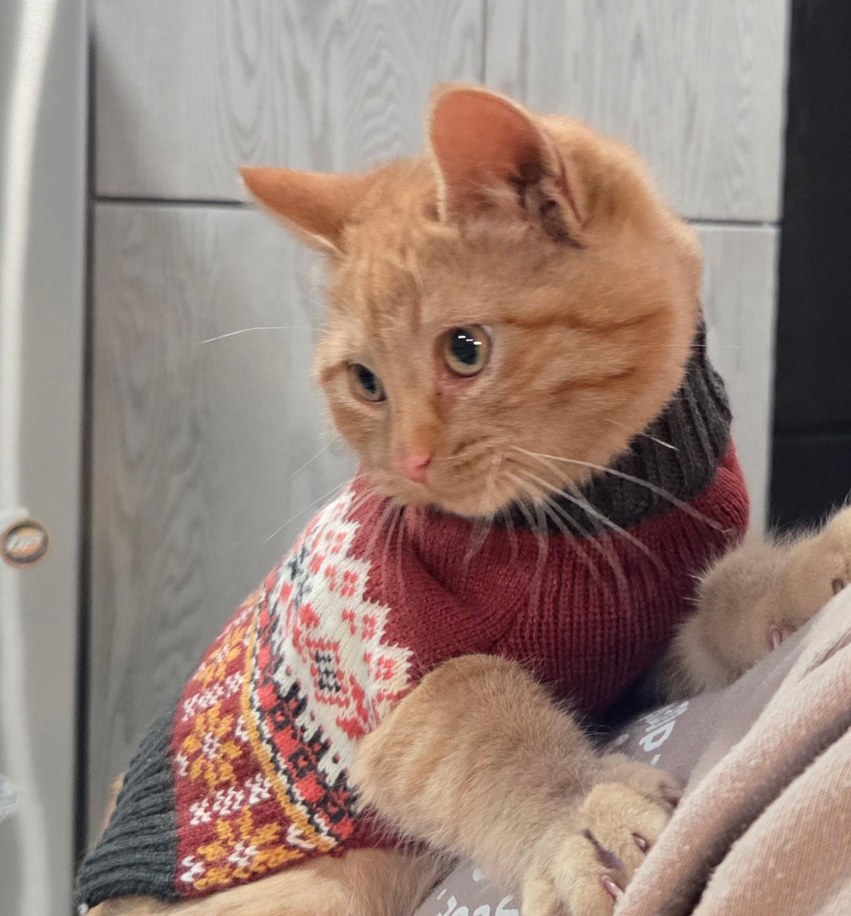 Enlarge Summit, a ADOPTABLE Domestic Medium Hair in Solon, IA image 2/5