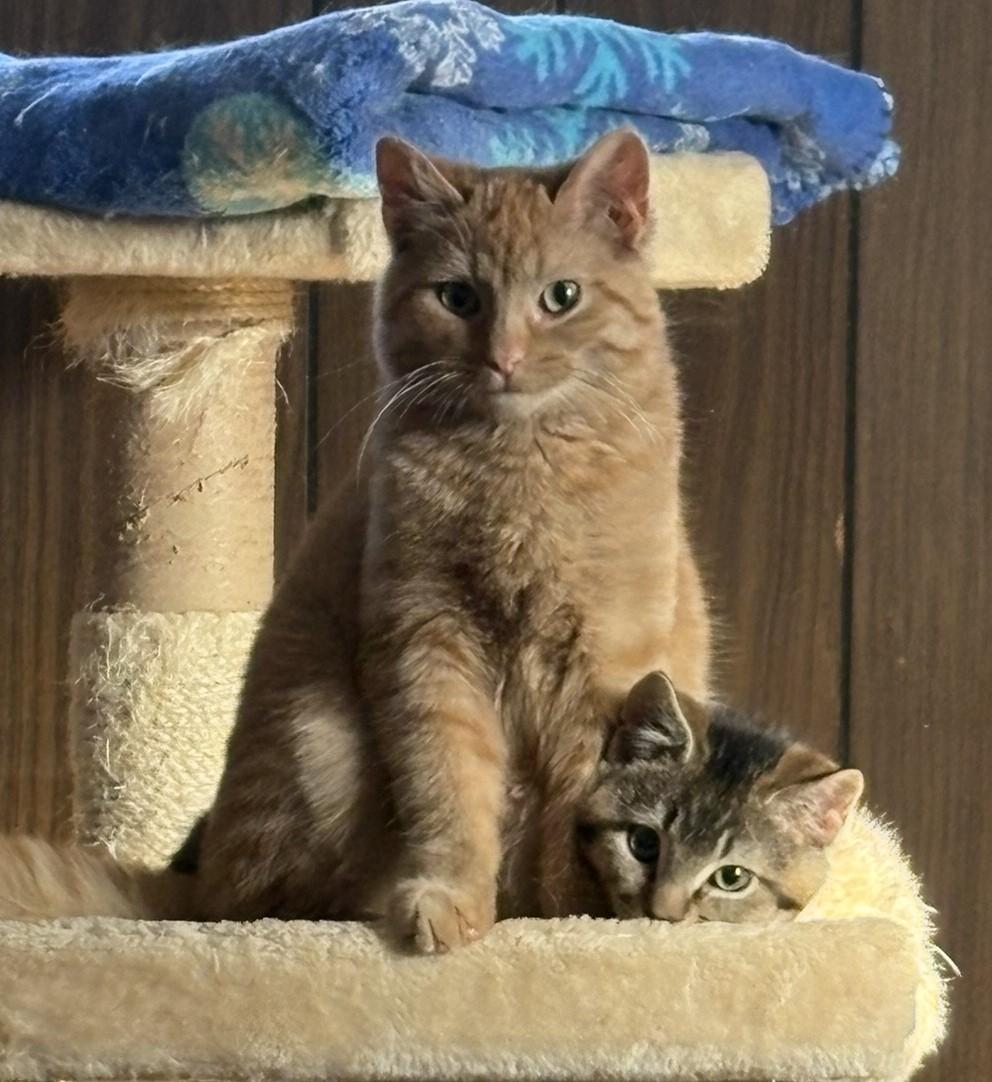 Summit, an adopted Domestic Medium Hair in Solon, IA image 5/6