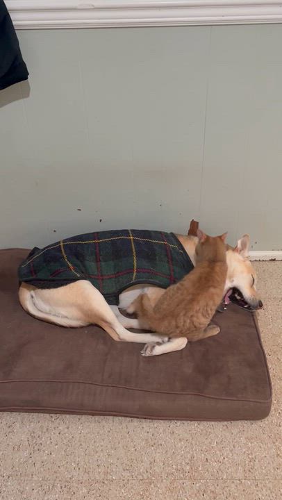 Enlarge Summit, an adopted Domestic Medium Hair in Solon, IA video 6/6