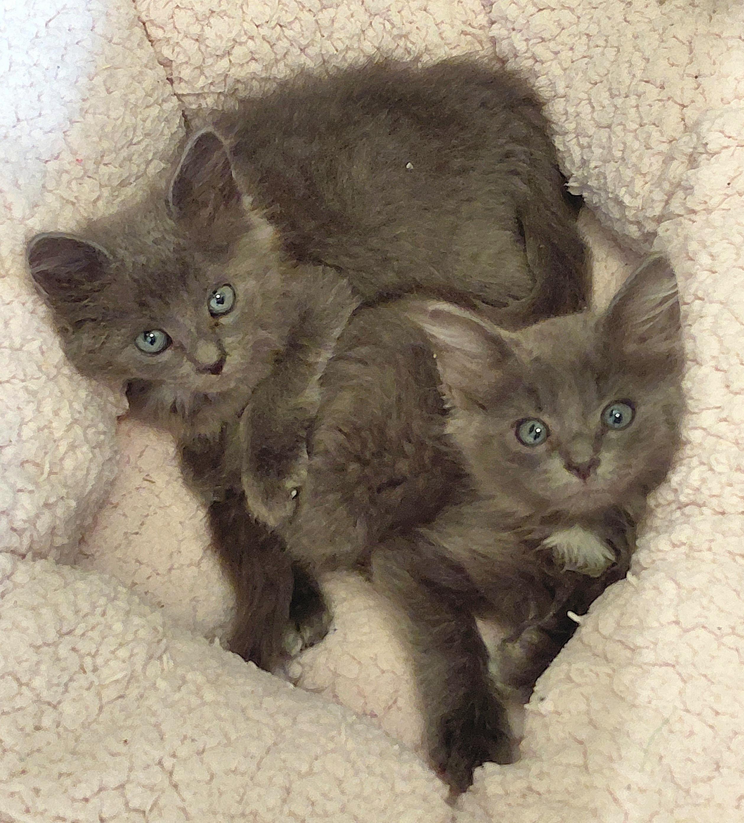 Enlarge Calvin and Cooper, an adopted mixed breed in Melbourne, FL image 6/6