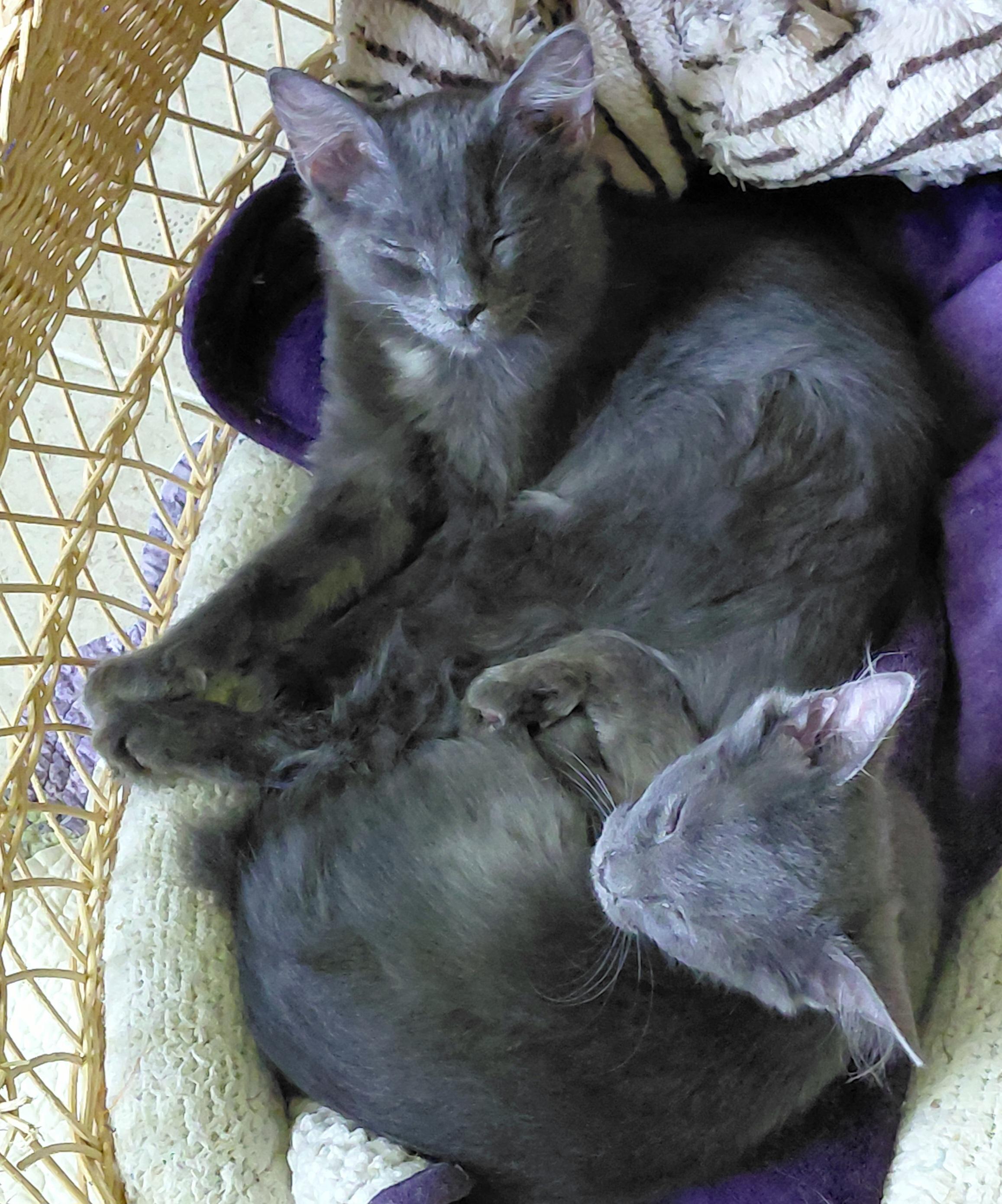 Enlarge Calvin and Cooper, an adopted mixed breed in Melbourne, FL image 2/6