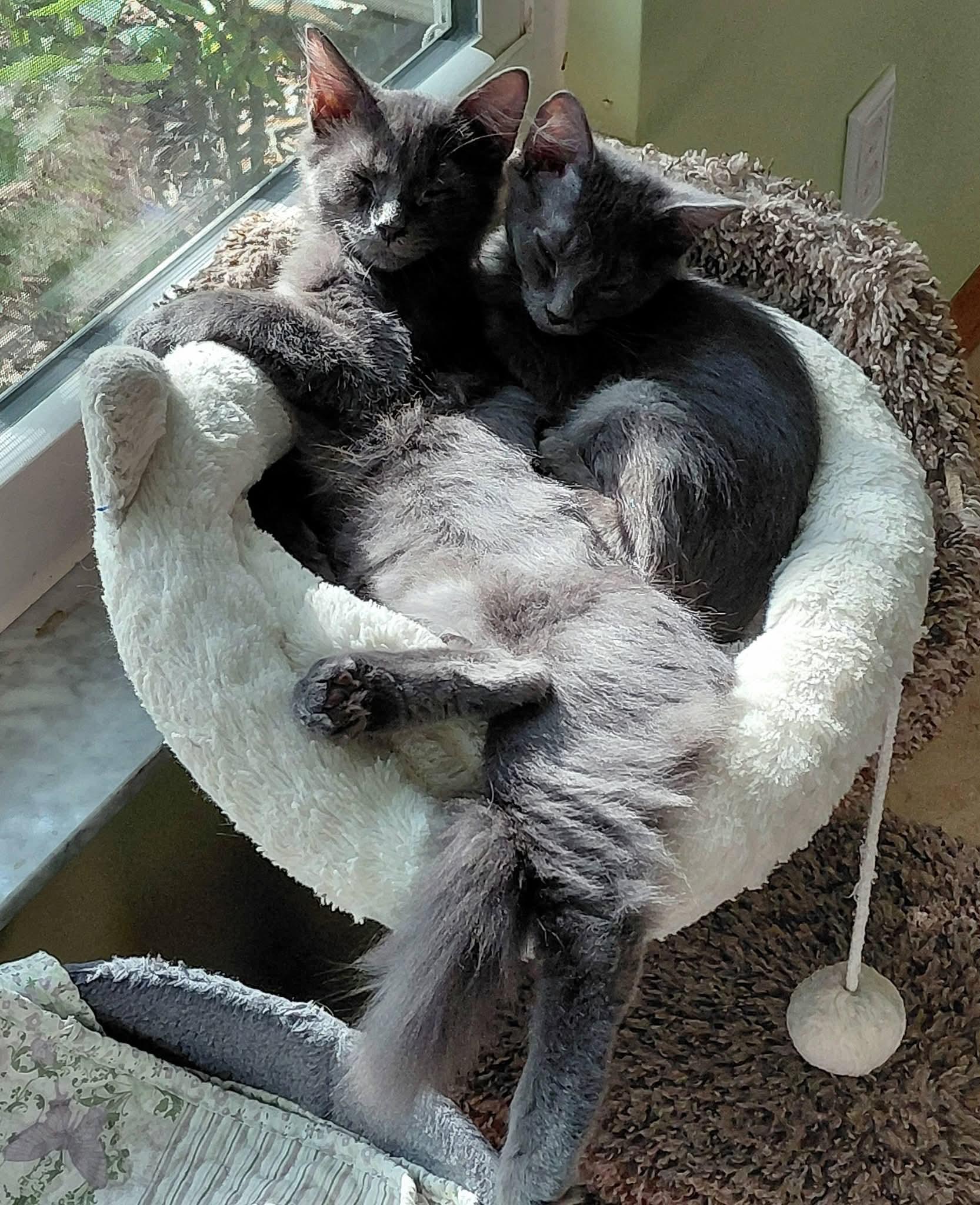 Calvin and Cooper, adopted, Kitten Male Maine Coon & Russian Blue.