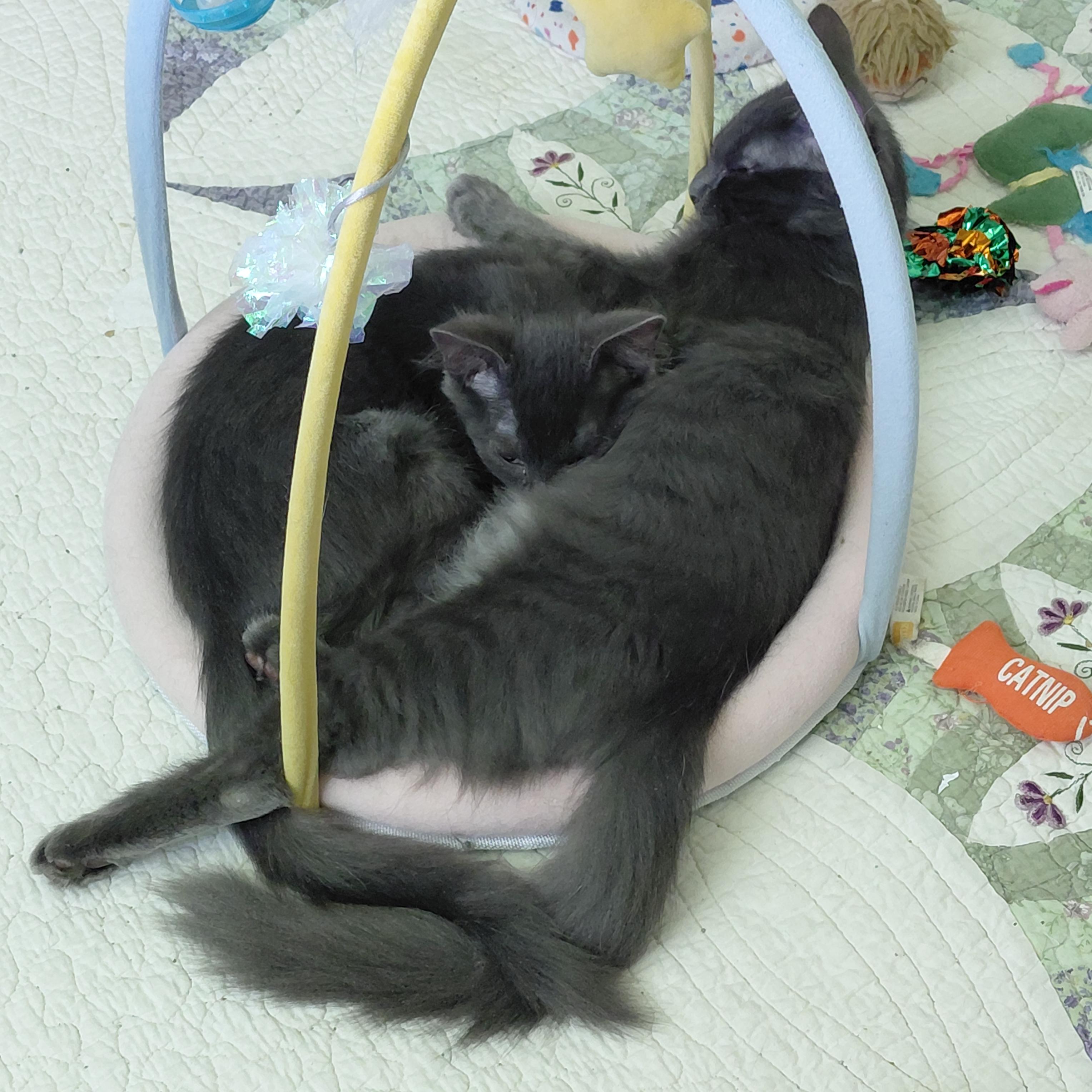 Enlarge Calvin and Cooper, an adopted mixed breed in Melbourne, FL image 3/6