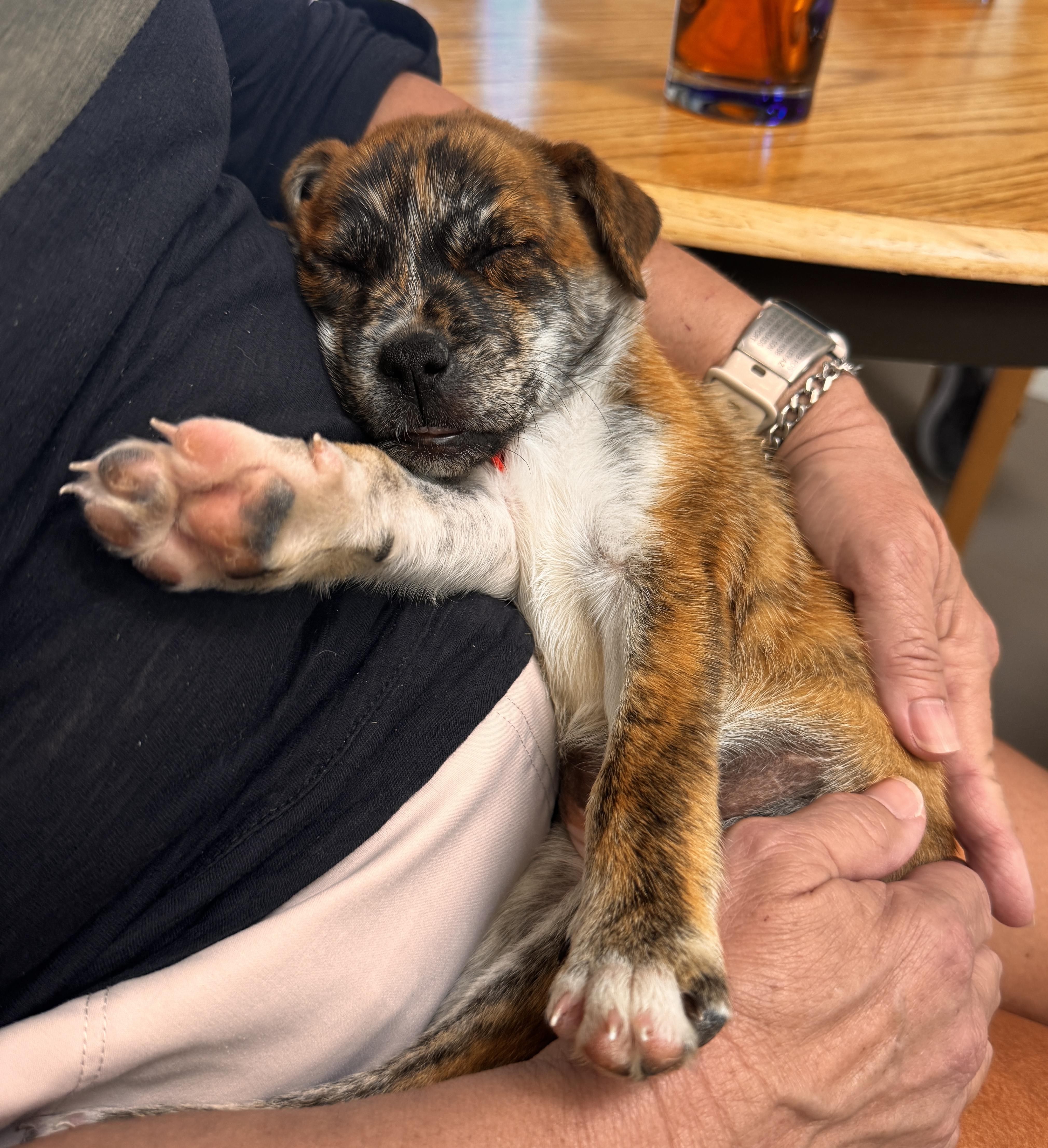 Delilah, an adopted mixed breed in Marana, AZ image 2/5