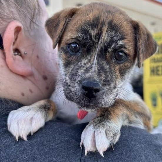 Delilah, an adopted mixed breed in Marana, AZ image 1/5