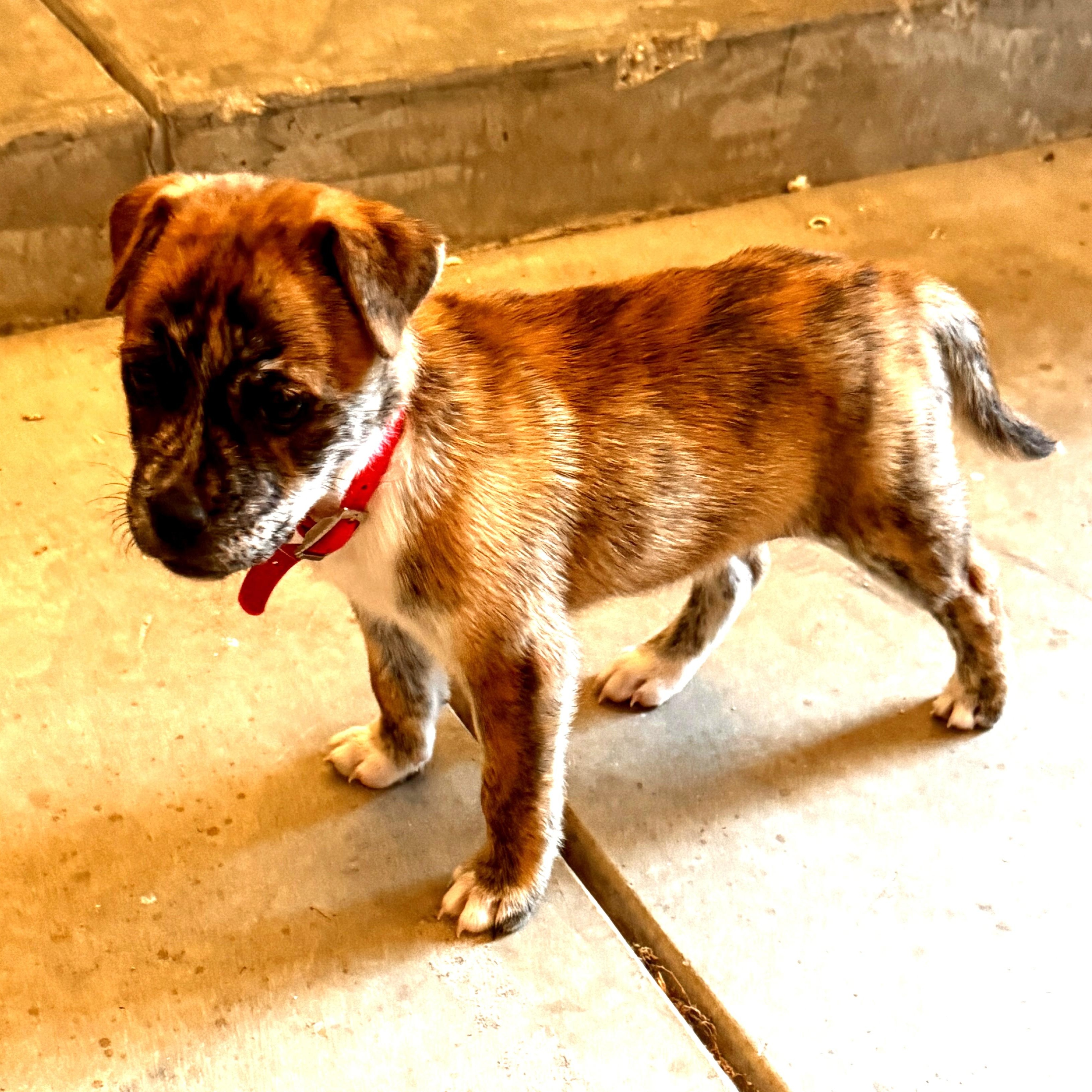 Delilah, an adopted mixed breed in Marana, AZ image 5/5
