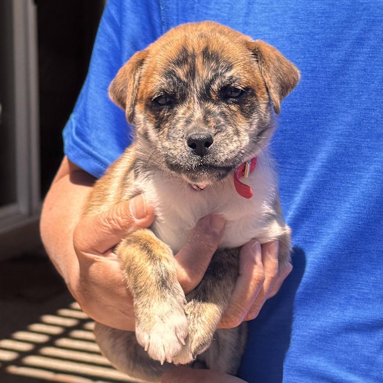 Delilah, an adopted mixed breed in Marana, AZ image 3/5