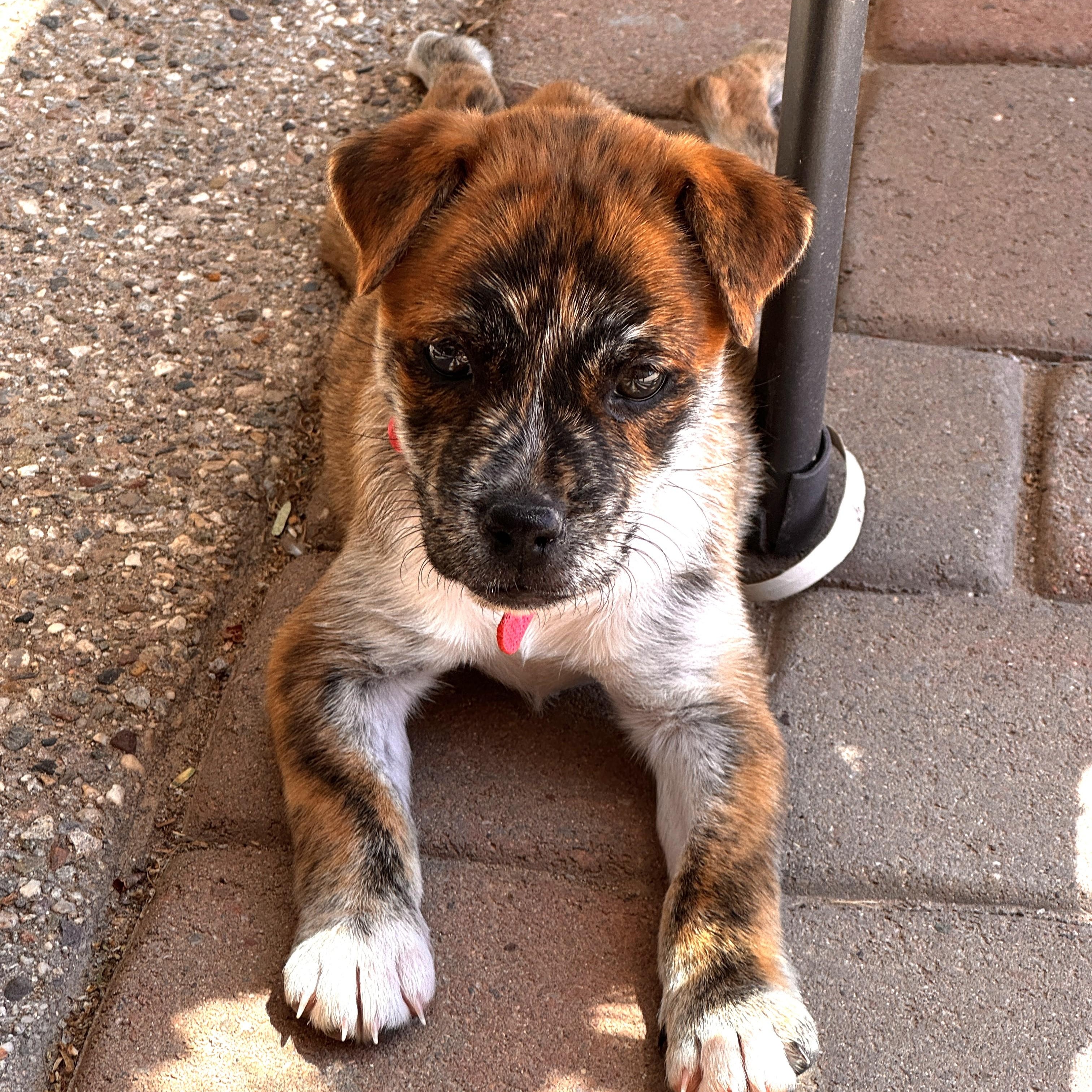 Delilah, an adopted mixed breed in Marana, AZ image 4/5