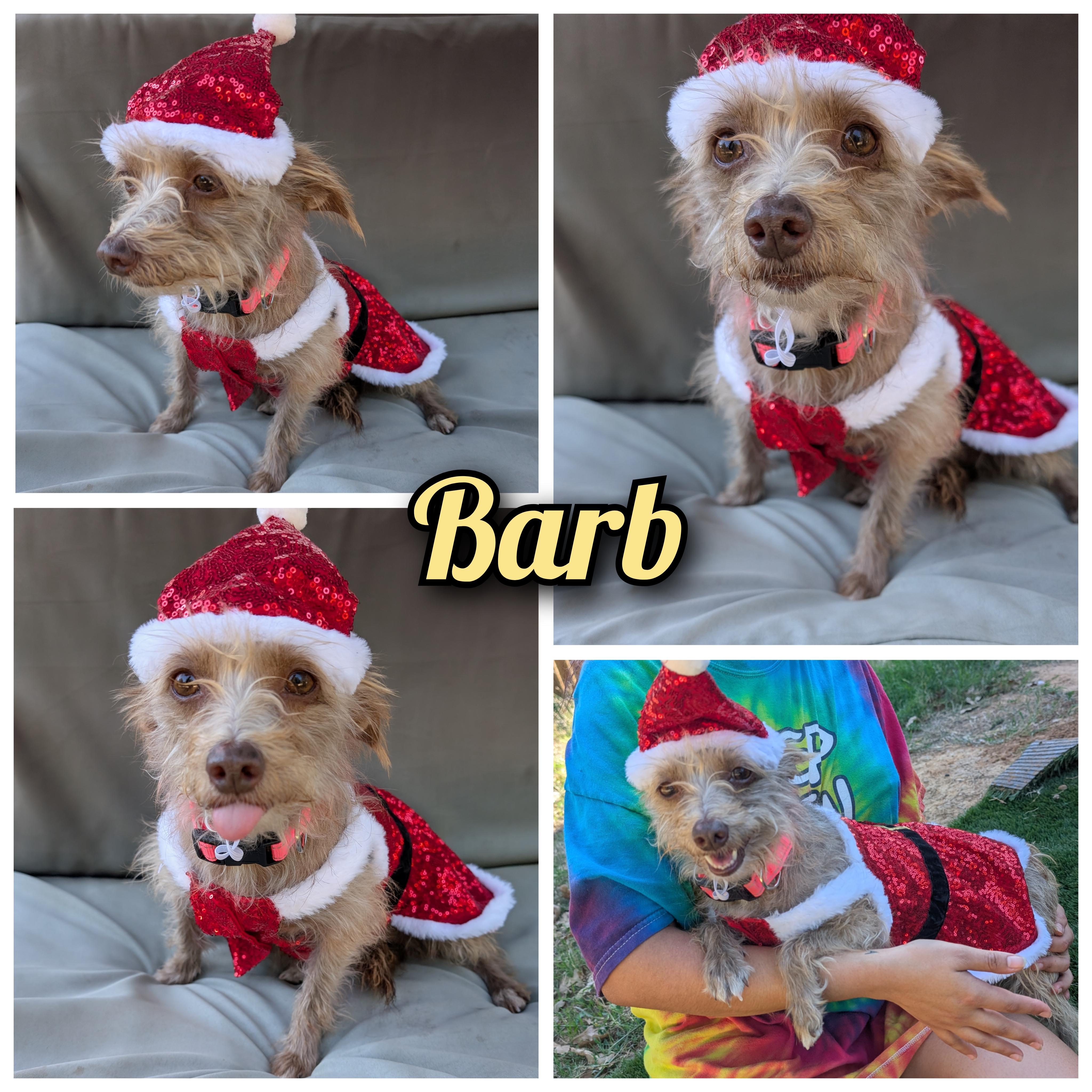 Barb, Adoptable, Adult Female Terrier.