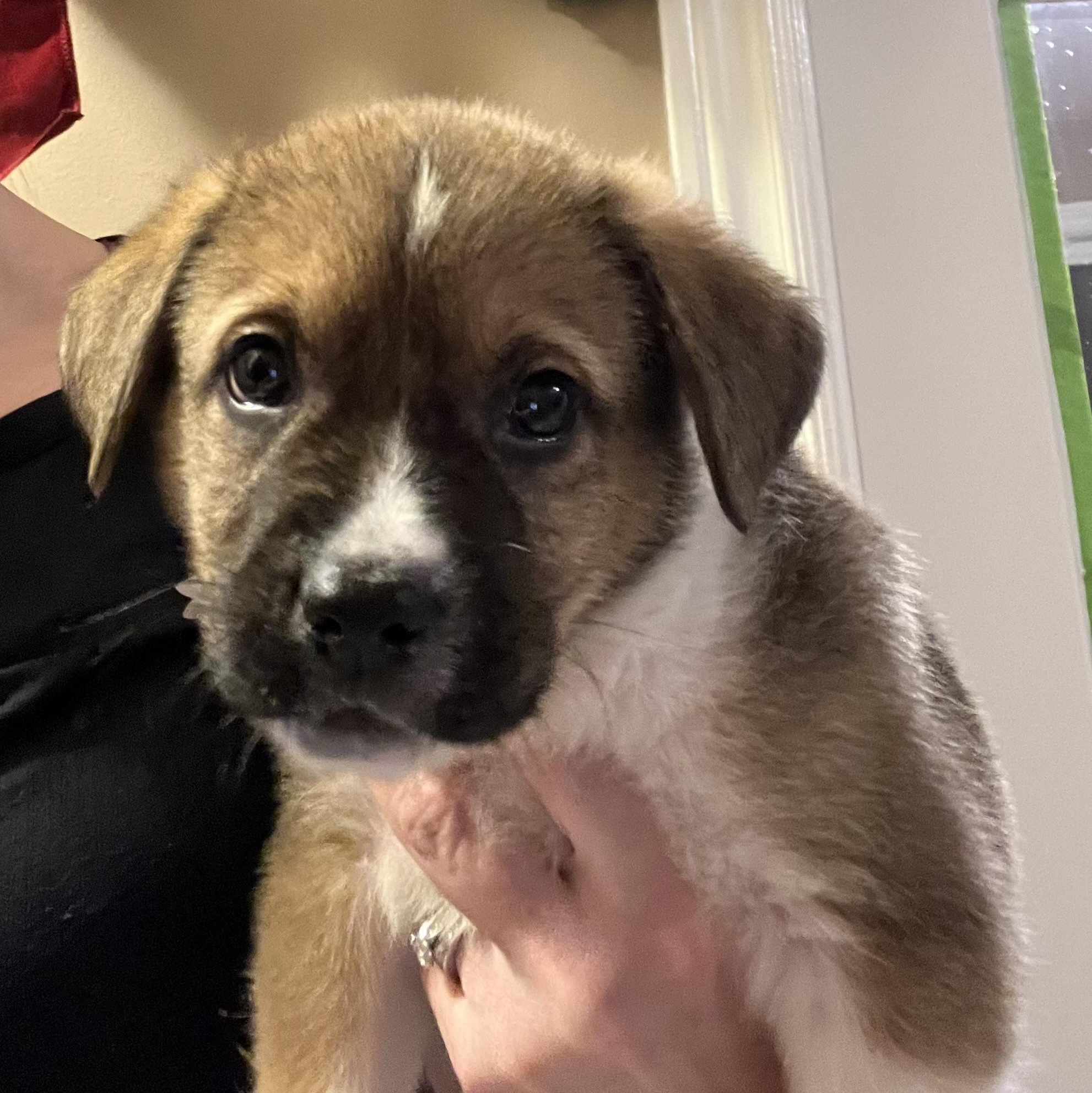 Colby, a Adoptable mixed breed in Brantford, ON image 1/4