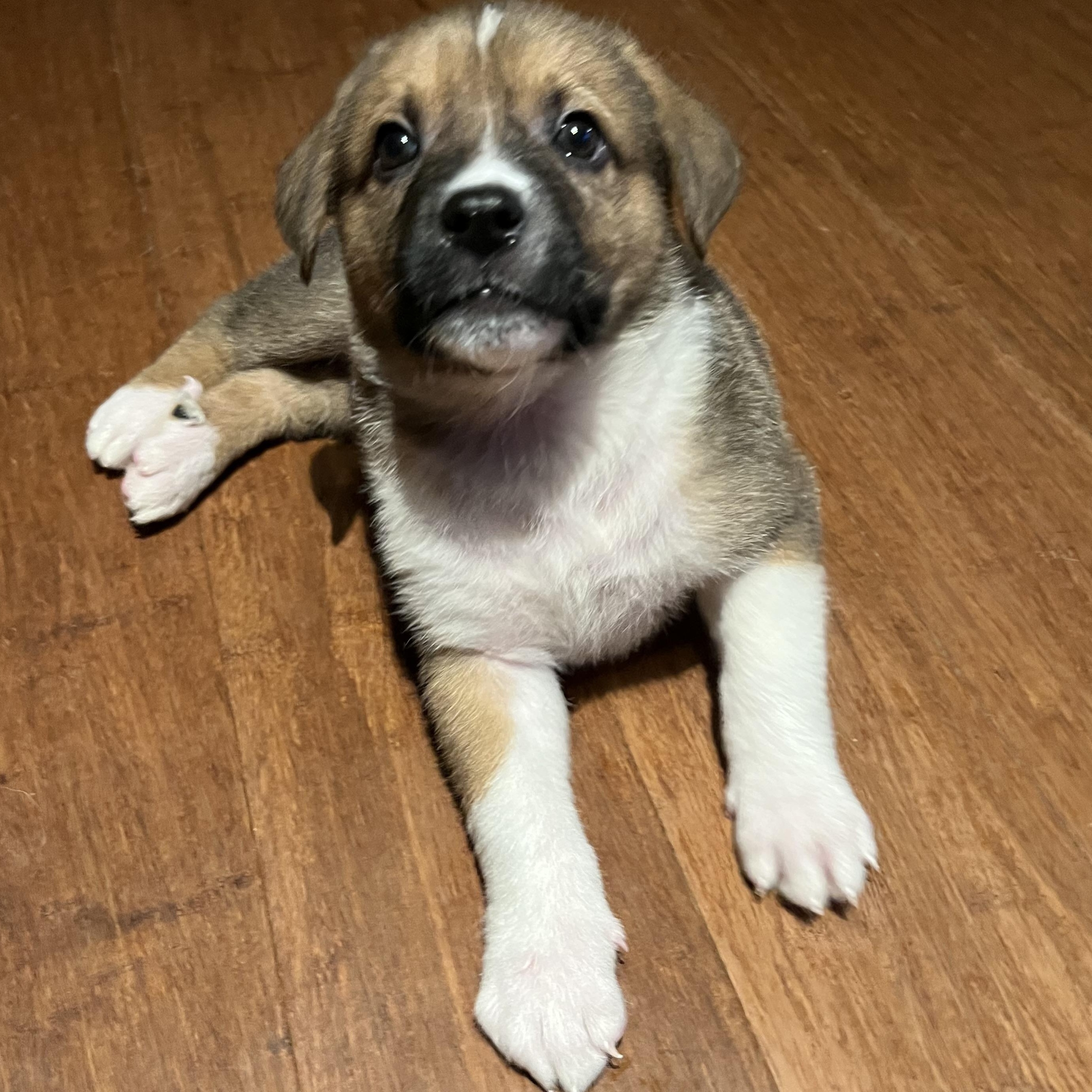 Colby, a Adoptable mixed breed in Brantford, ON image 2/4