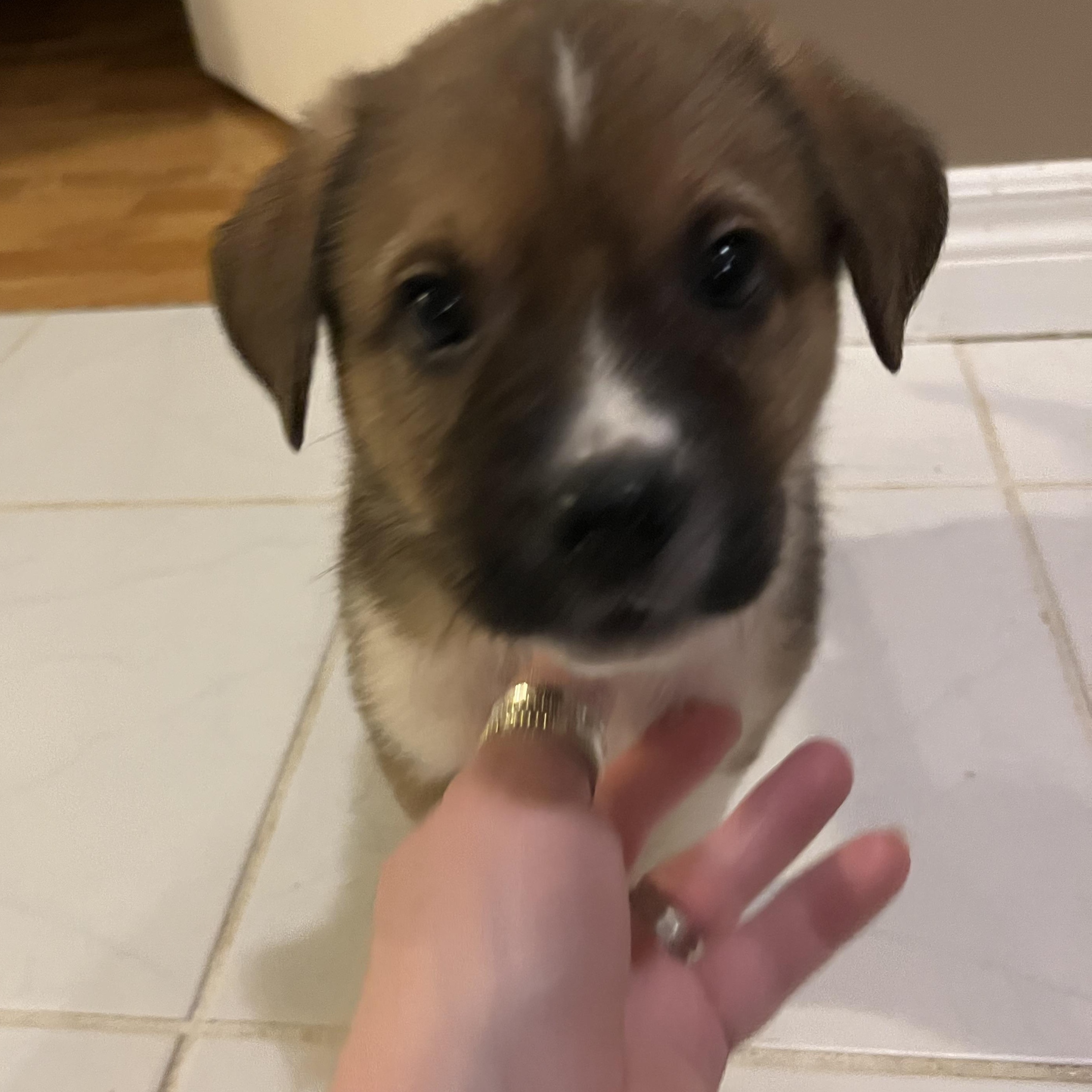 Colby, a Adoptable mixed breed in Brantford, ON image 3/4