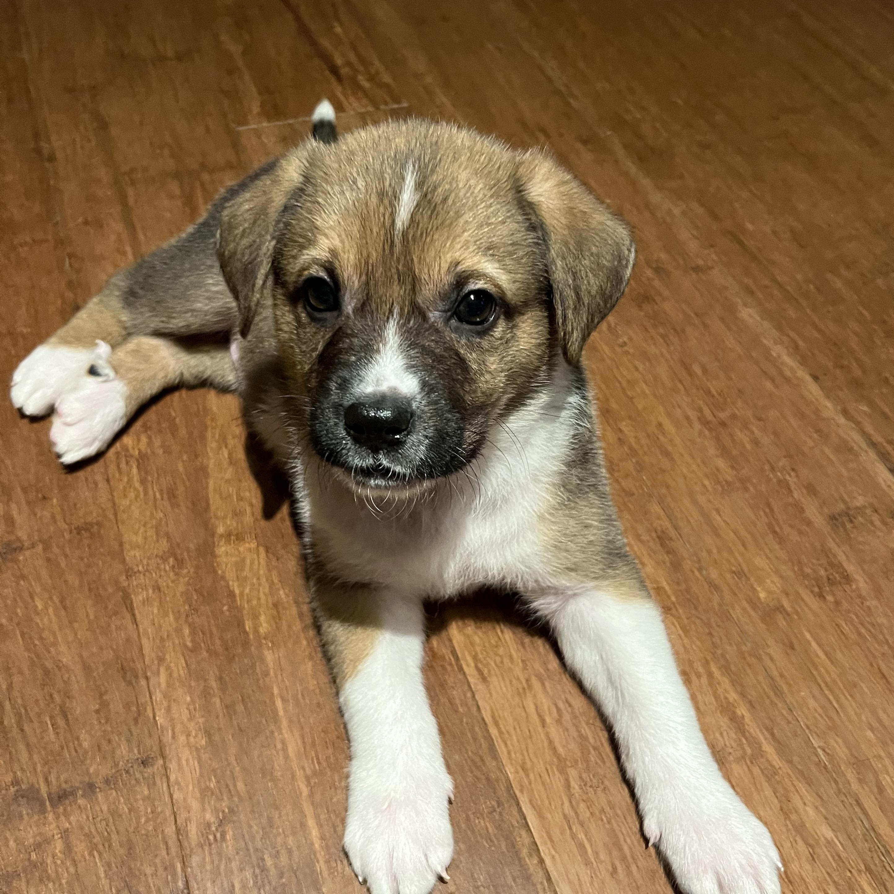 Colby, a Adoptable mixed breed in Brantford, ON image 4/4