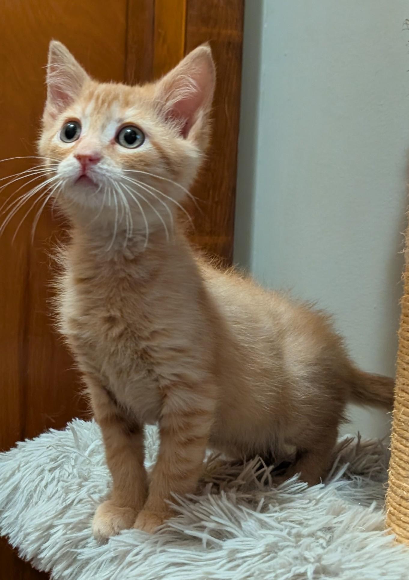 Enlarge Crouton, a Adoptable Domestic Short Hair in Wadsworth, OH image 2/3