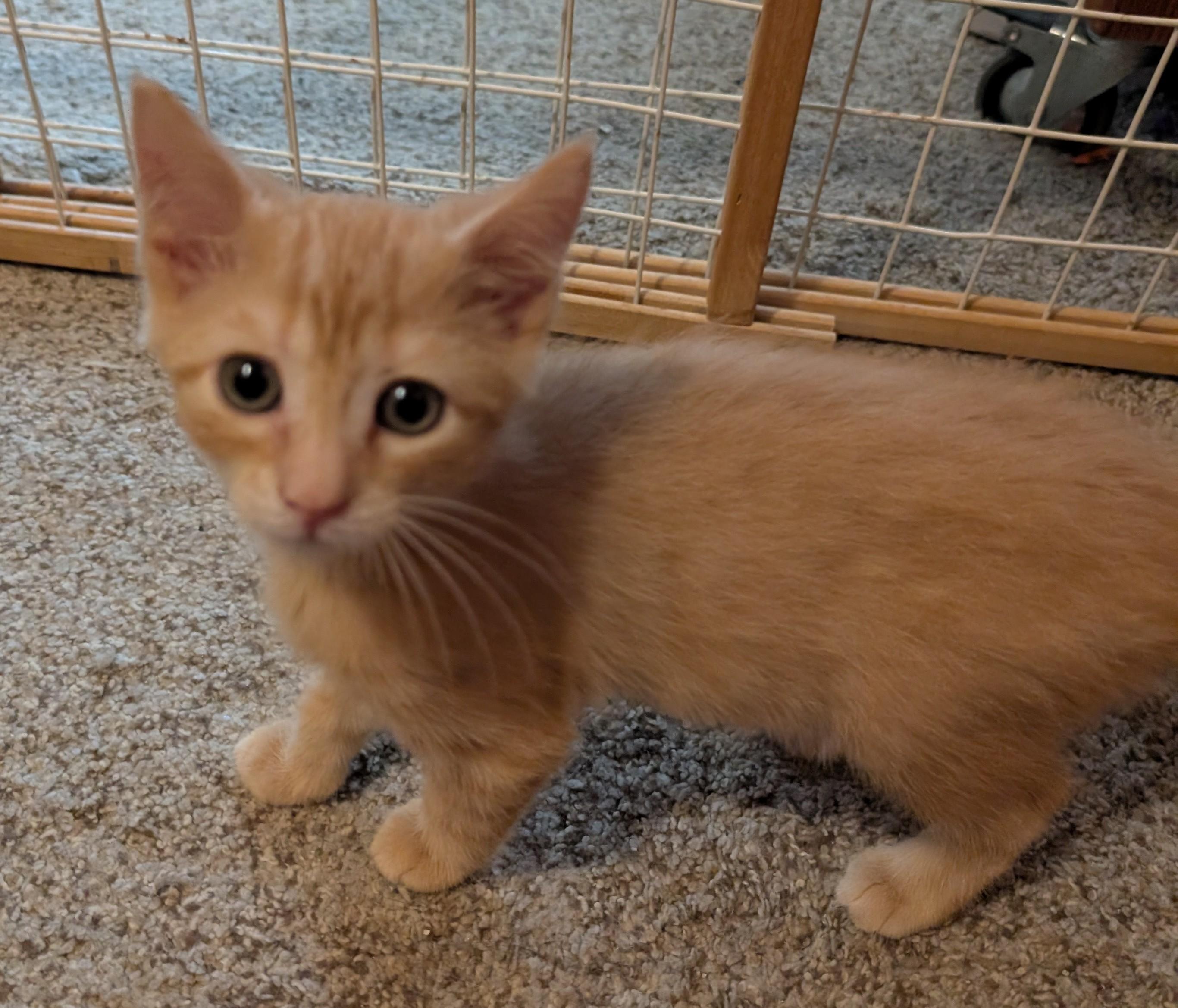Enlarge Crouton, a Adoptable Domestic Short Hair in Wadsworth, OH image 3/3