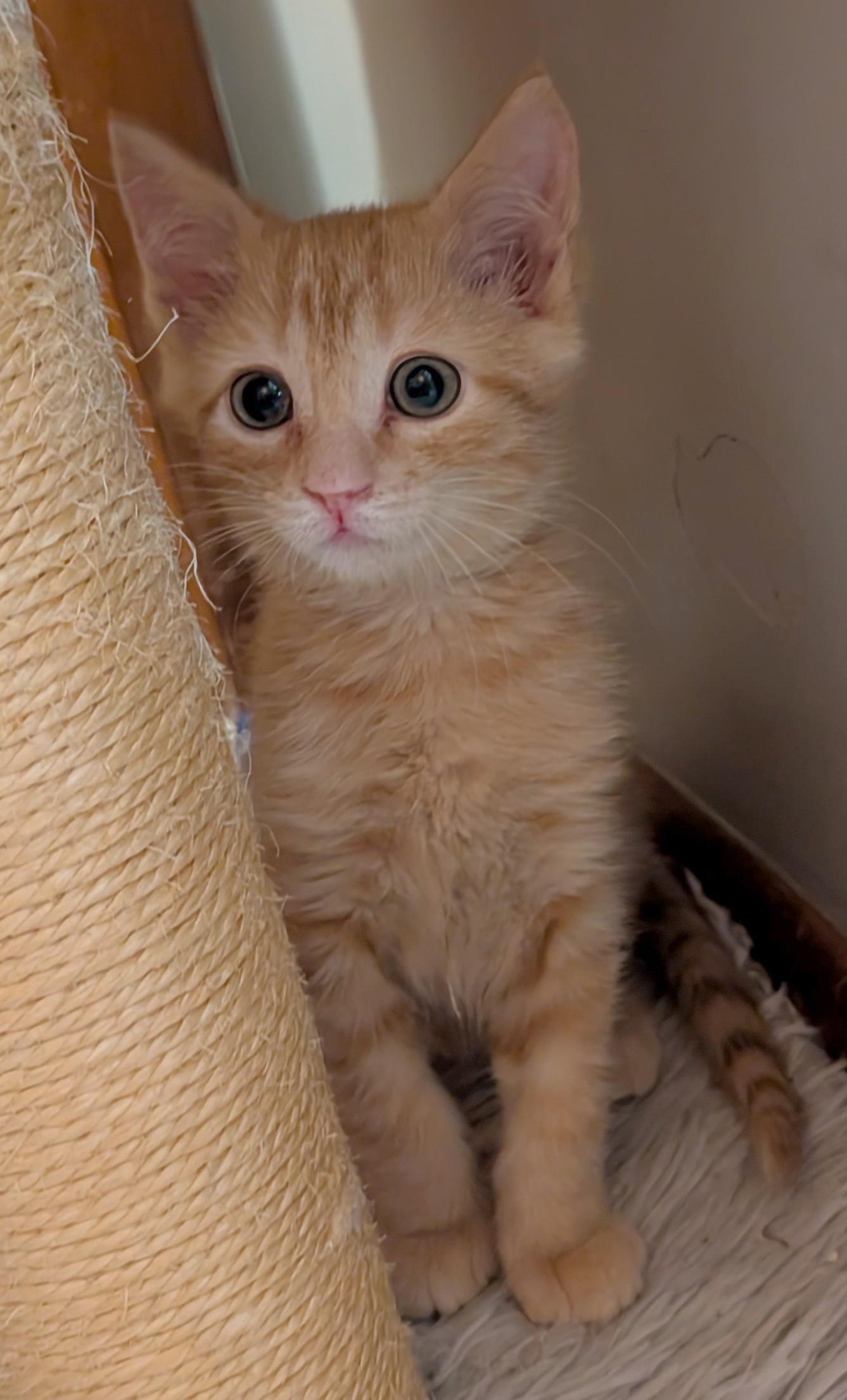 Crouton, Adoptable, Kitten Male Domestic Short Hair.