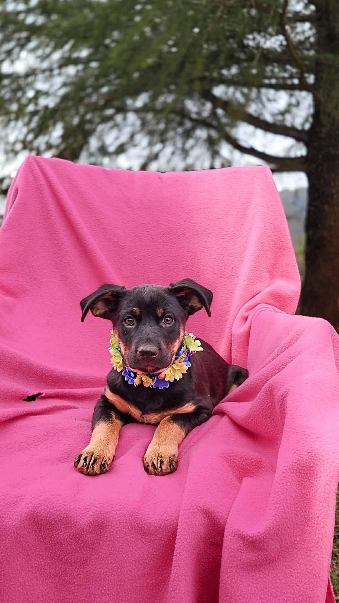 Rain, adopted, Puppy Female Shepherd & Labrador Retriever.