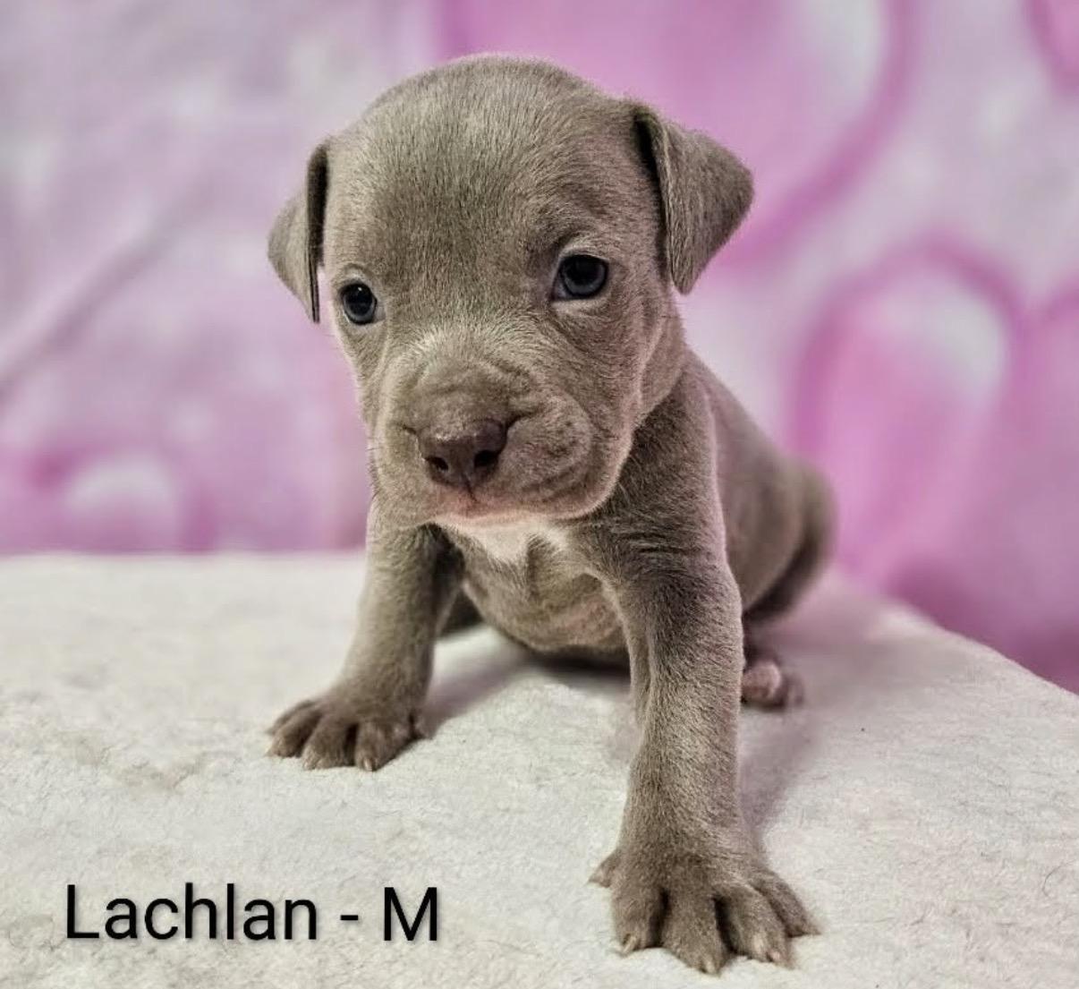 Lachlan, Adoptable, Puppy Male Pit Bull Terrier & American Staffordshire Terrier.