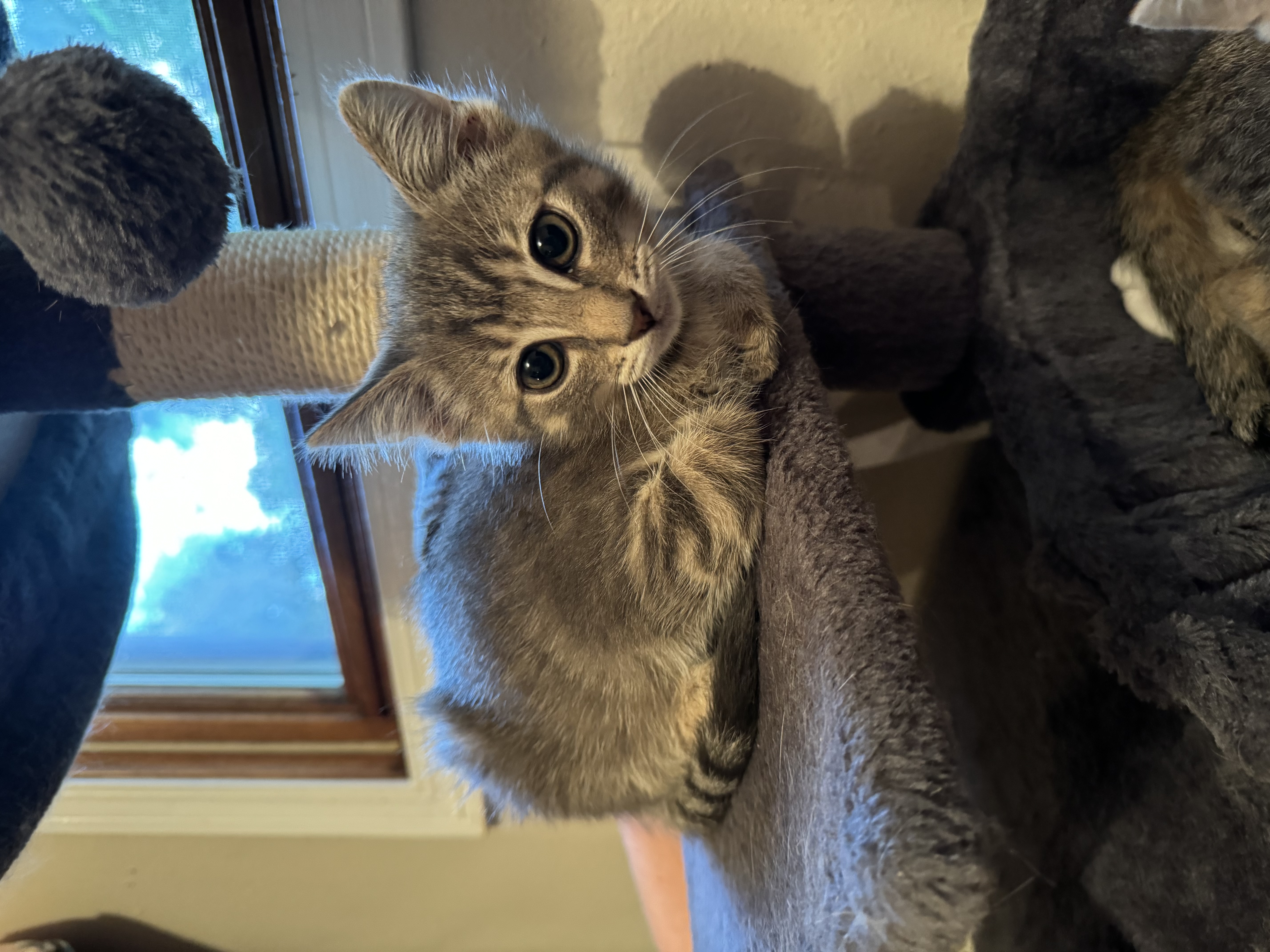 Atlas & Lily-A Bonded Pair, Adopted, Kitten Male Domestic Short Hair.