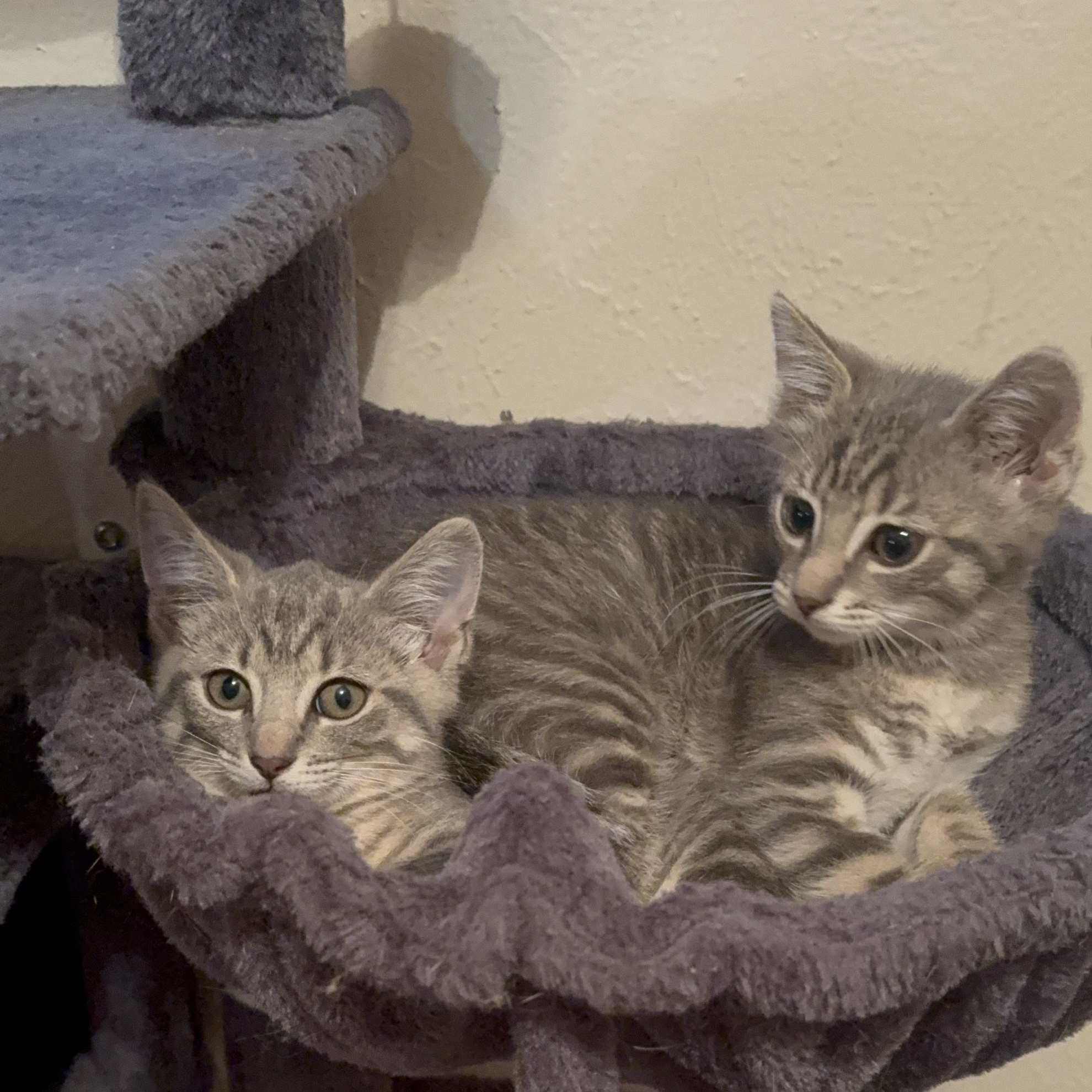 Enlarge Atlas & Lily-A Bonded Pair, a Adopted mixed breed in Toledo, OH image 2/5