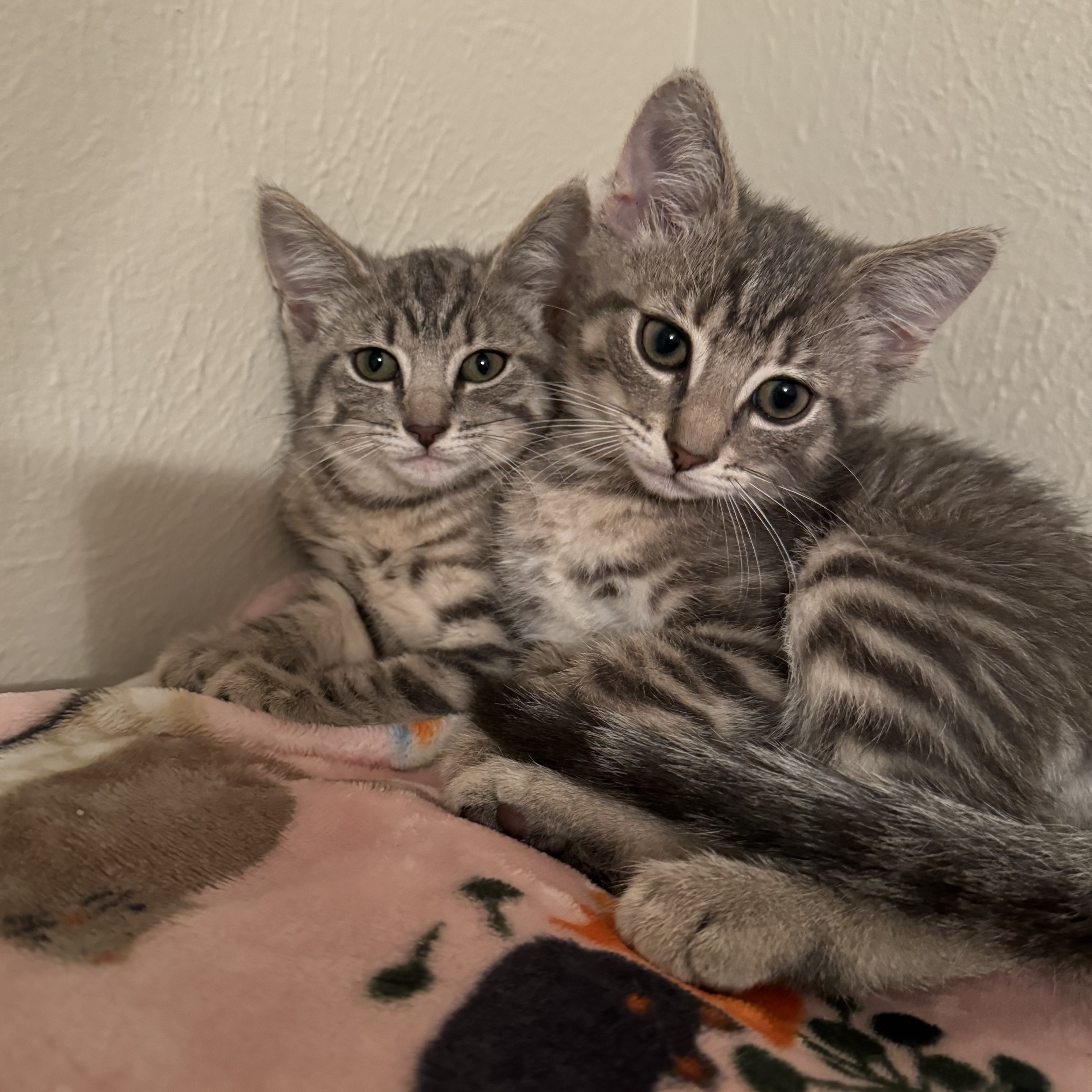 Enlarge Atlas & Lily-A Bonded Pair, a Adopted mixed breed in Toledo, OH image 3/5