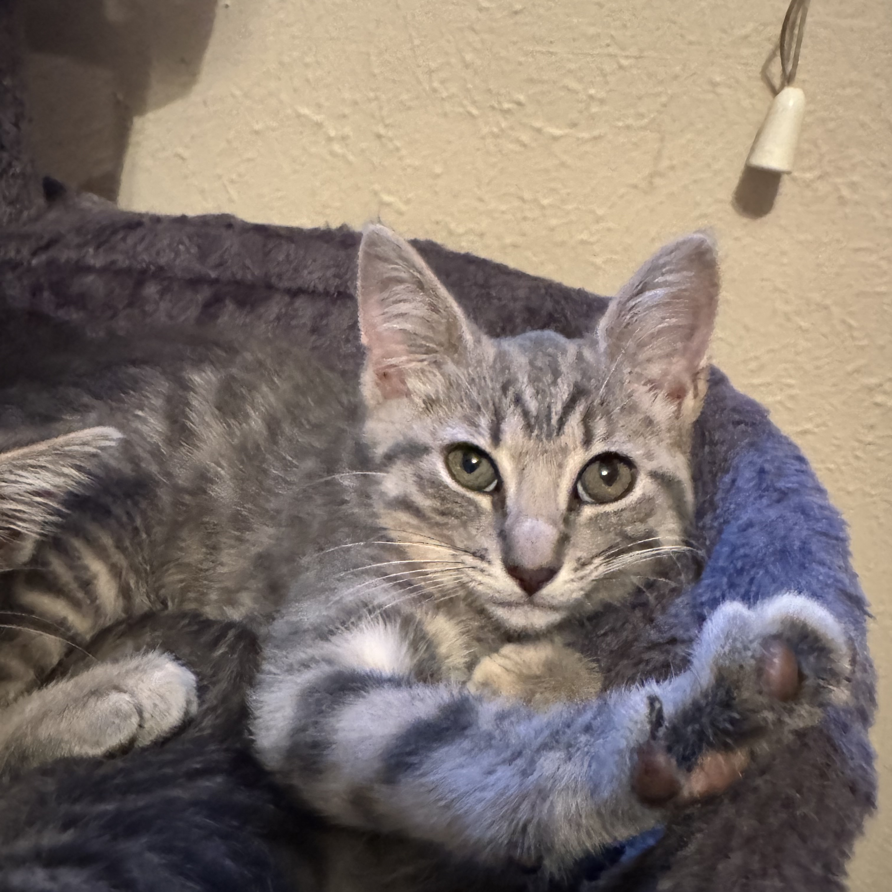 Enlarge Atlas & Lily-A Bonded Pair, a Adopted mixed breed in Toledo, OH image 4/5