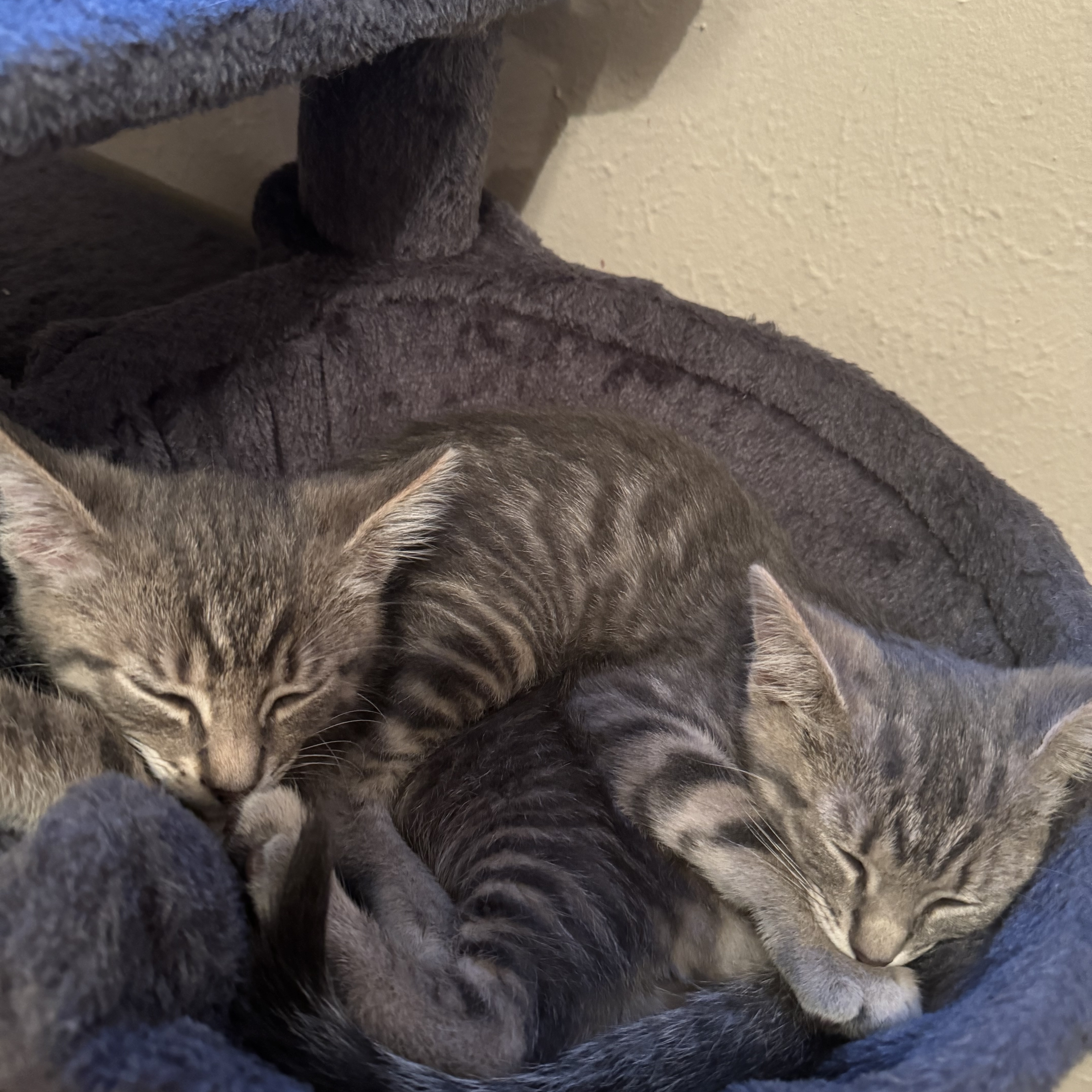 Enlarge Atlas & Lily-A Bonded Pair, a Adopted mixed breed in Toledo, OH image 5/5