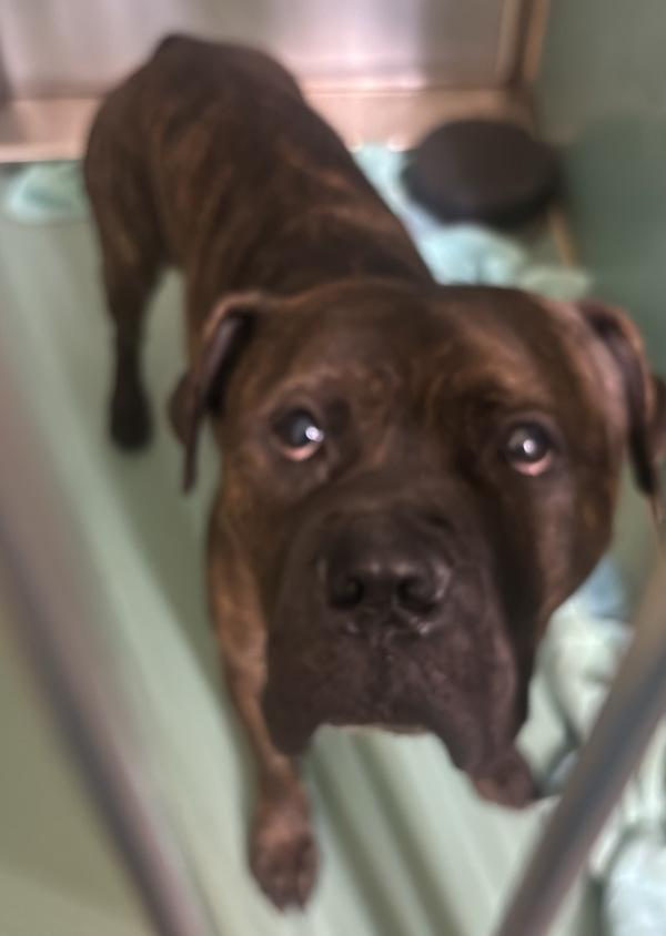 Megabron thumbnail 2