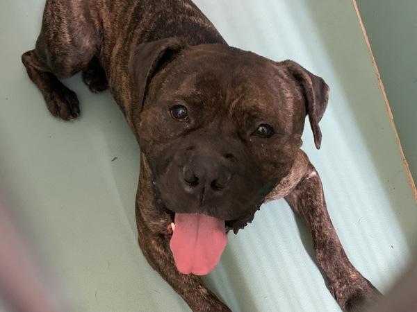 Megabron thumbnail 3