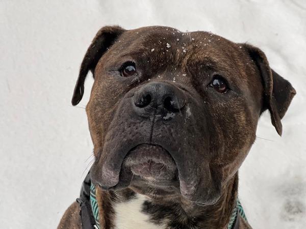 Megabron thumbnail 4