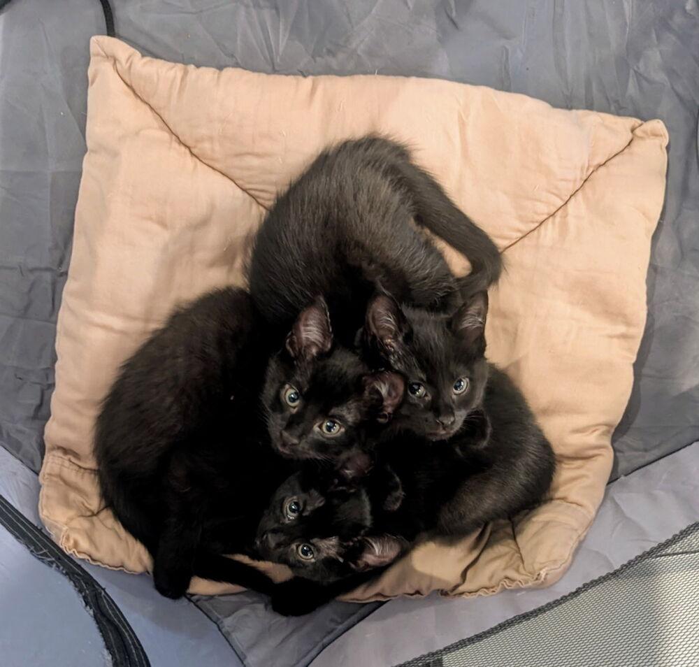 Papaya, Adoptable, Young Female Domestic Short Hair.