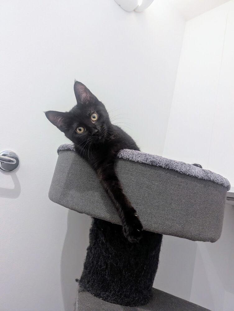 Enlarge Papaya, a Adoptable Domestic Short Hair in Ferndale, MI image 2/5