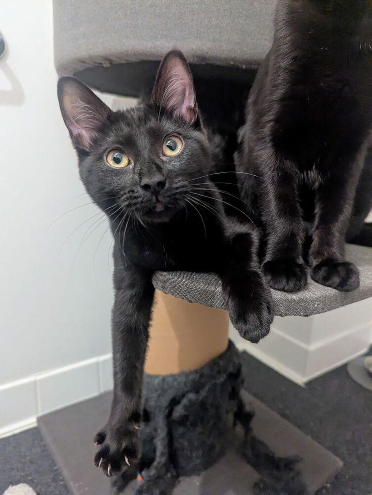 Enlarge Papaya, a Adoptable Domestic Short Hair in Ferndale, MI image 3/5