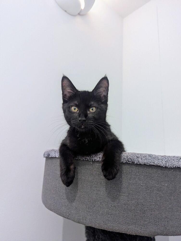 Enlarge Papaya, a Adoptable Domestic Short Hair in Ferndale, MI image 4/5