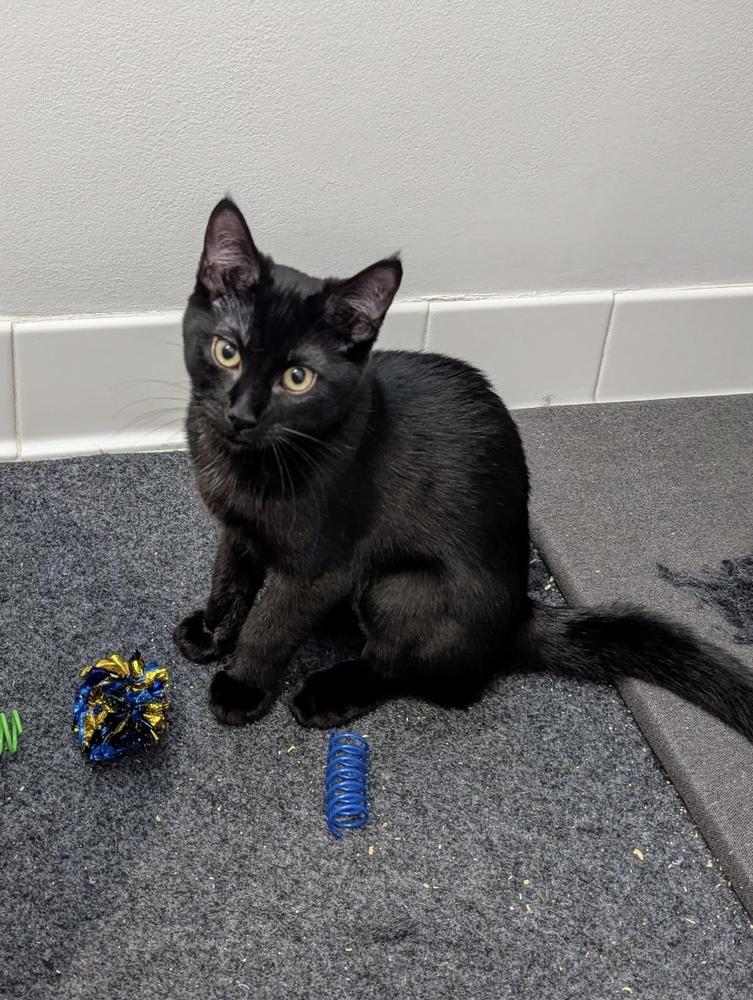 Enlarge Papaya, a Adoptable Domestic Short Hair in Ferndale, MI image 5/5