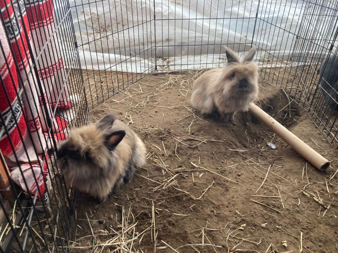 Enlarge Ozzy and Ginny, a Adopted Lionhead in Kalamazoo, MI image 1/6