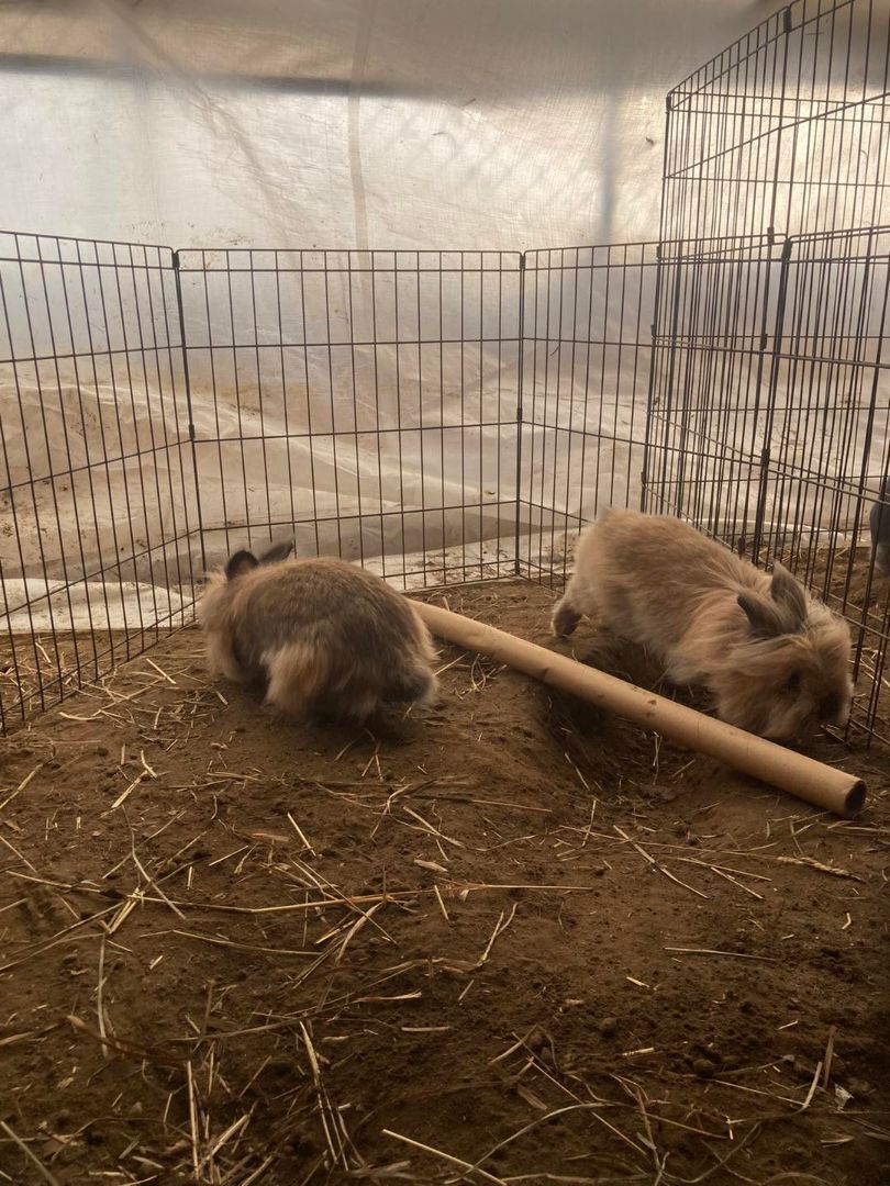 Enlarge Ozzy and Ginny, a Adopted Lionhead in Kalamazoo, MI image 2/6