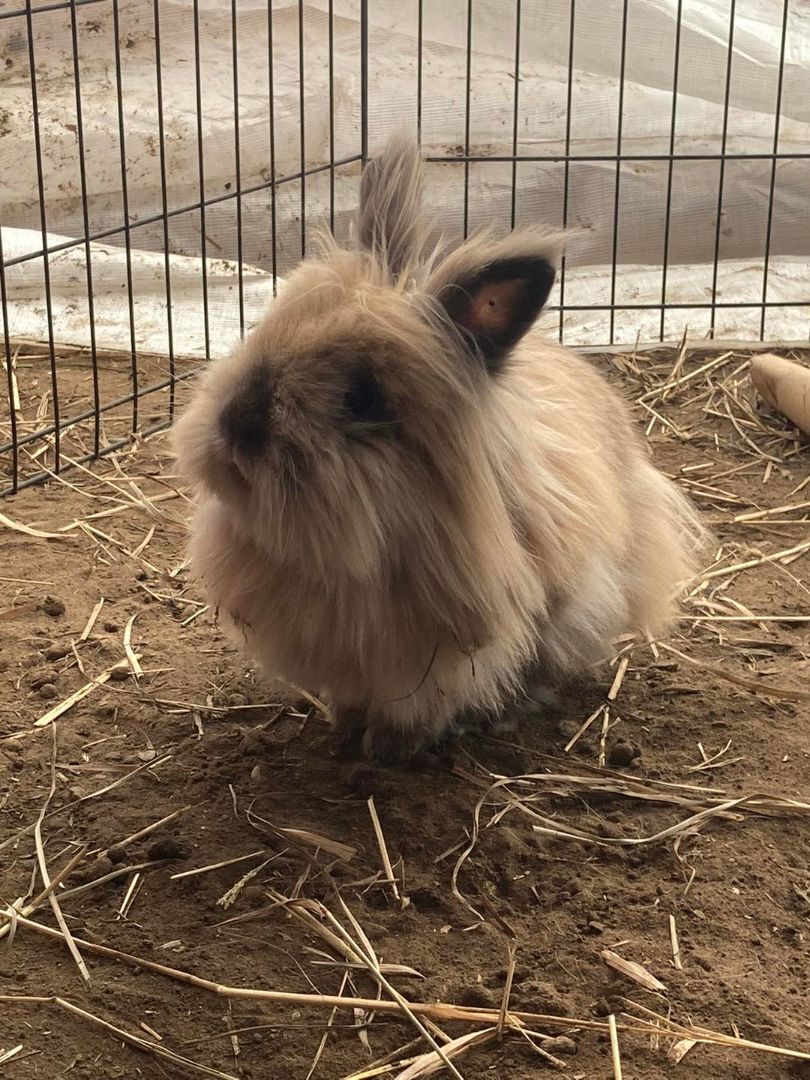 Ozzy and Ginny, Adopted, Adult Male Lionhead.