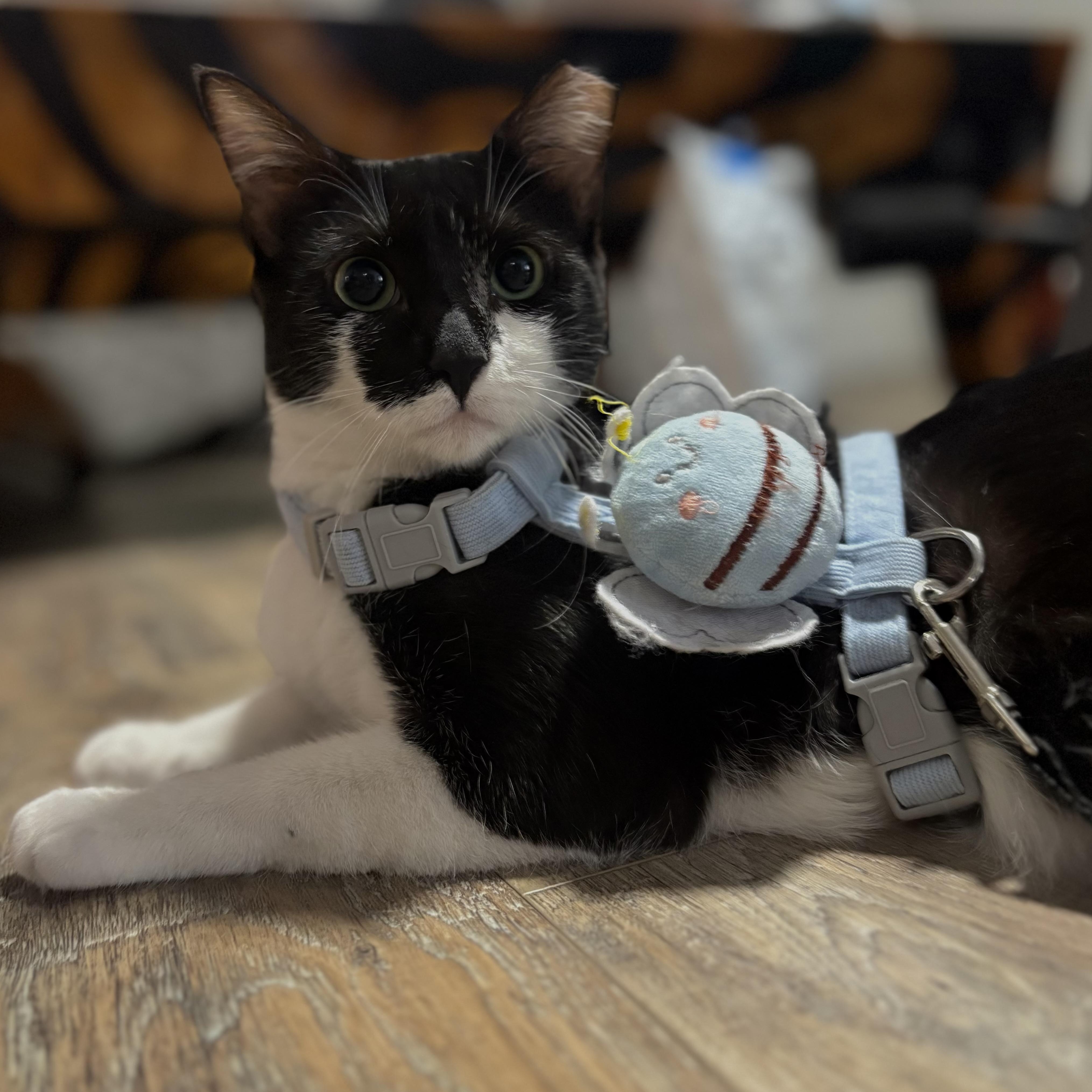 Bianca, a Adoptable Domestic Short Hair in Hopkinton, MA image 2/4