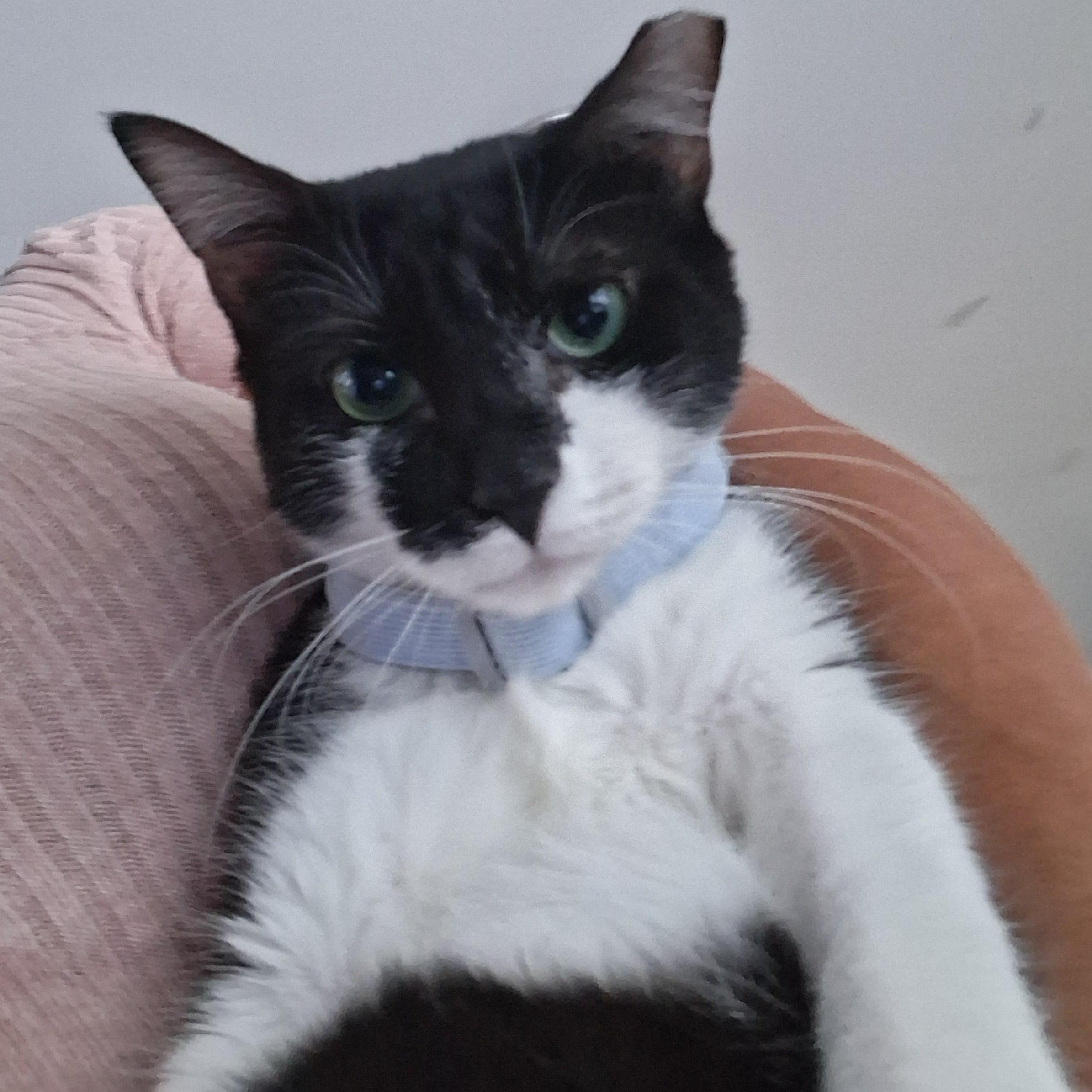 Bianca, a Adoptable Domestic Short Hair in Hopkinton, MA image 4/4
