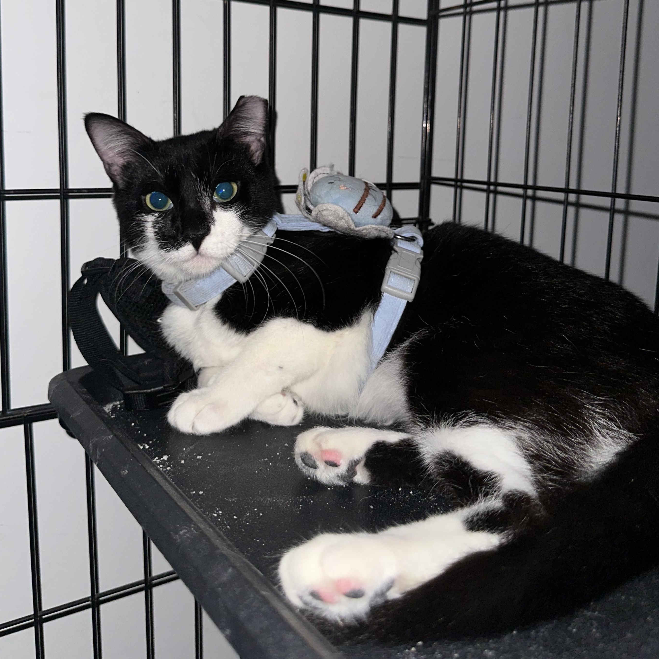 Bianca, Adoptable, Kitten Female Domestic Short Hair.
