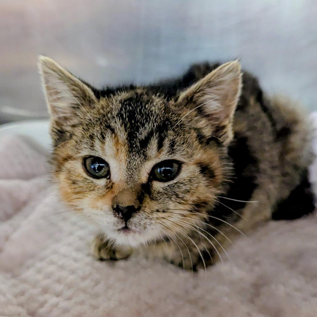 Harper, Adoptable, Kitten Female Domestic Short Hair.