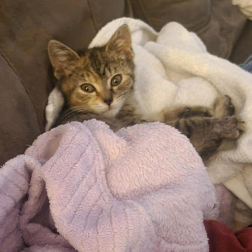 Enlarge Harper, a Adoptable Domestic Short Hair in Marysville, OH image 2/2