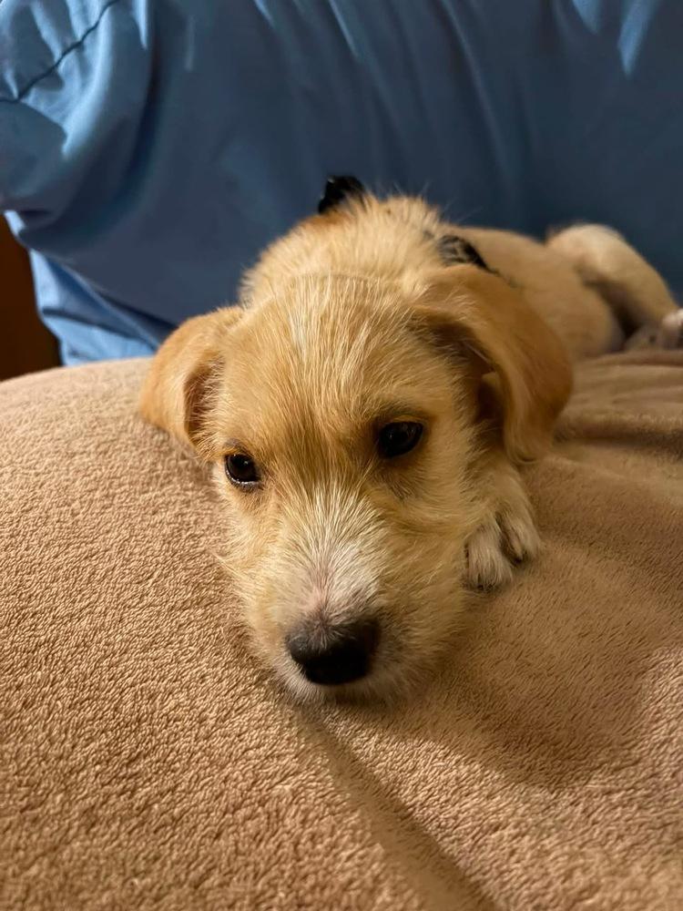 Tate, Adoptable, Puppy Male Terrier.