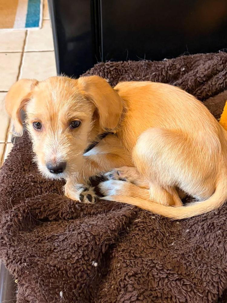 Enlarge Tate, a Adoptable mixed breed in Columbus, OH image 2/5