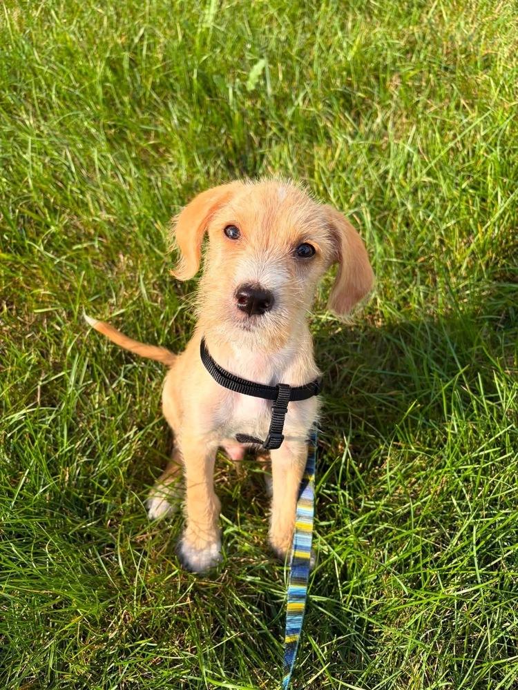 Enlarge Tate, a Adoptable mixed breed in Columbus, OH image 3/5