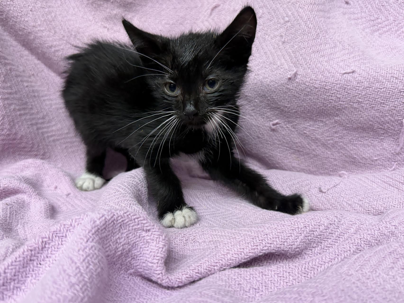 Enlarge Tony, a ADOPTABLE Domestic Short Hair in Oakdale, CA image 1/1