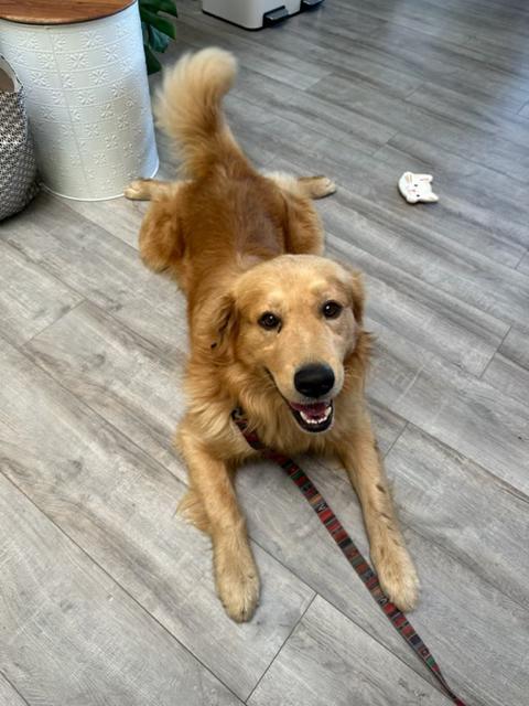 Floyd, adopted, Young Male Golden Retriever.
