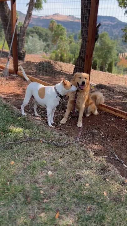 Enlarge Floyd, an adopted Golden Retriever in Fairfield, CA video 2/2